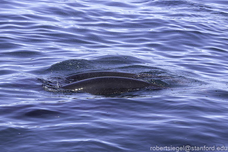 Monterey Bay whale watching